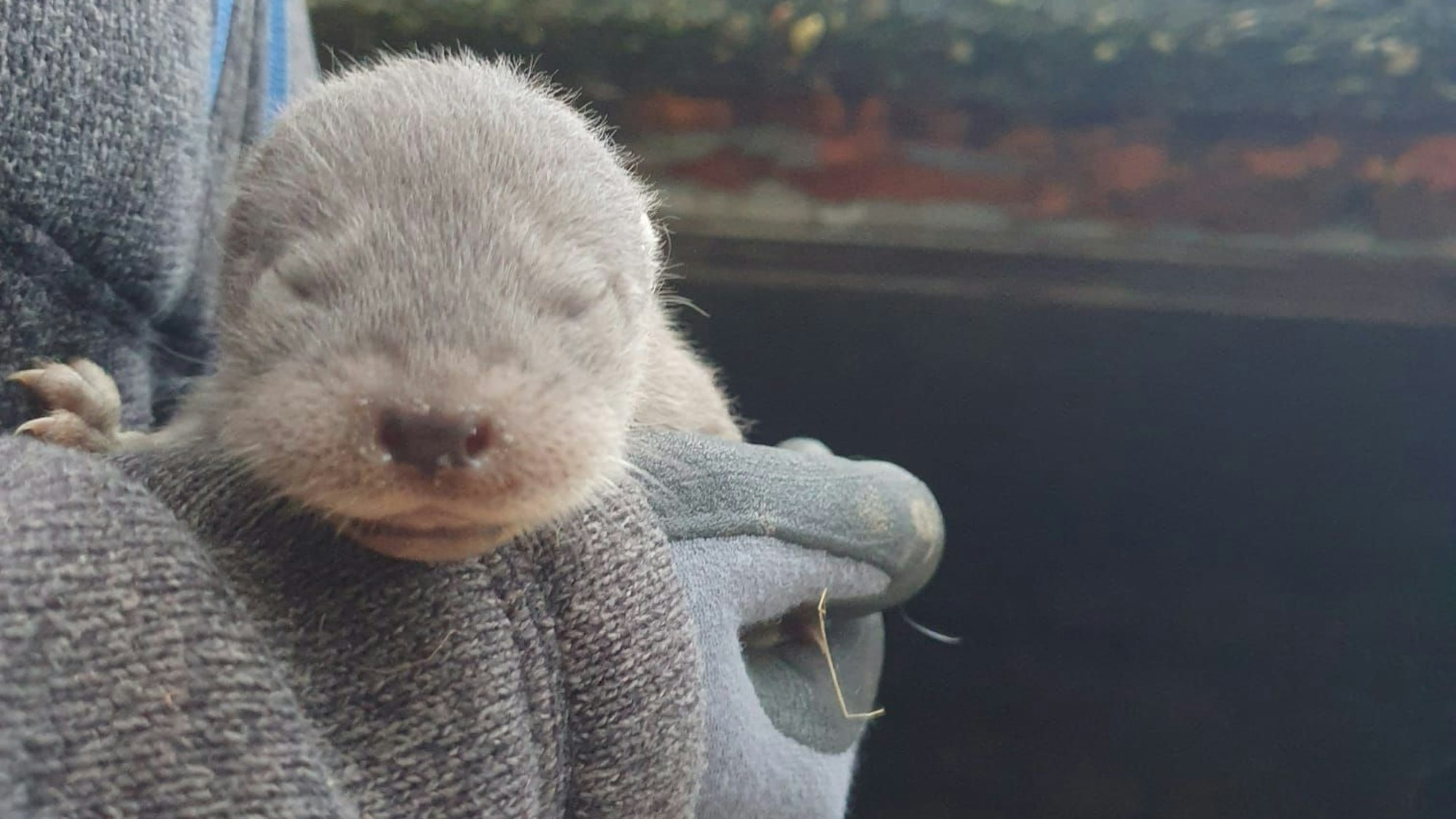Im Wildpark Reuschenberg sind drei neue Fischotter zur Welt gekommen.