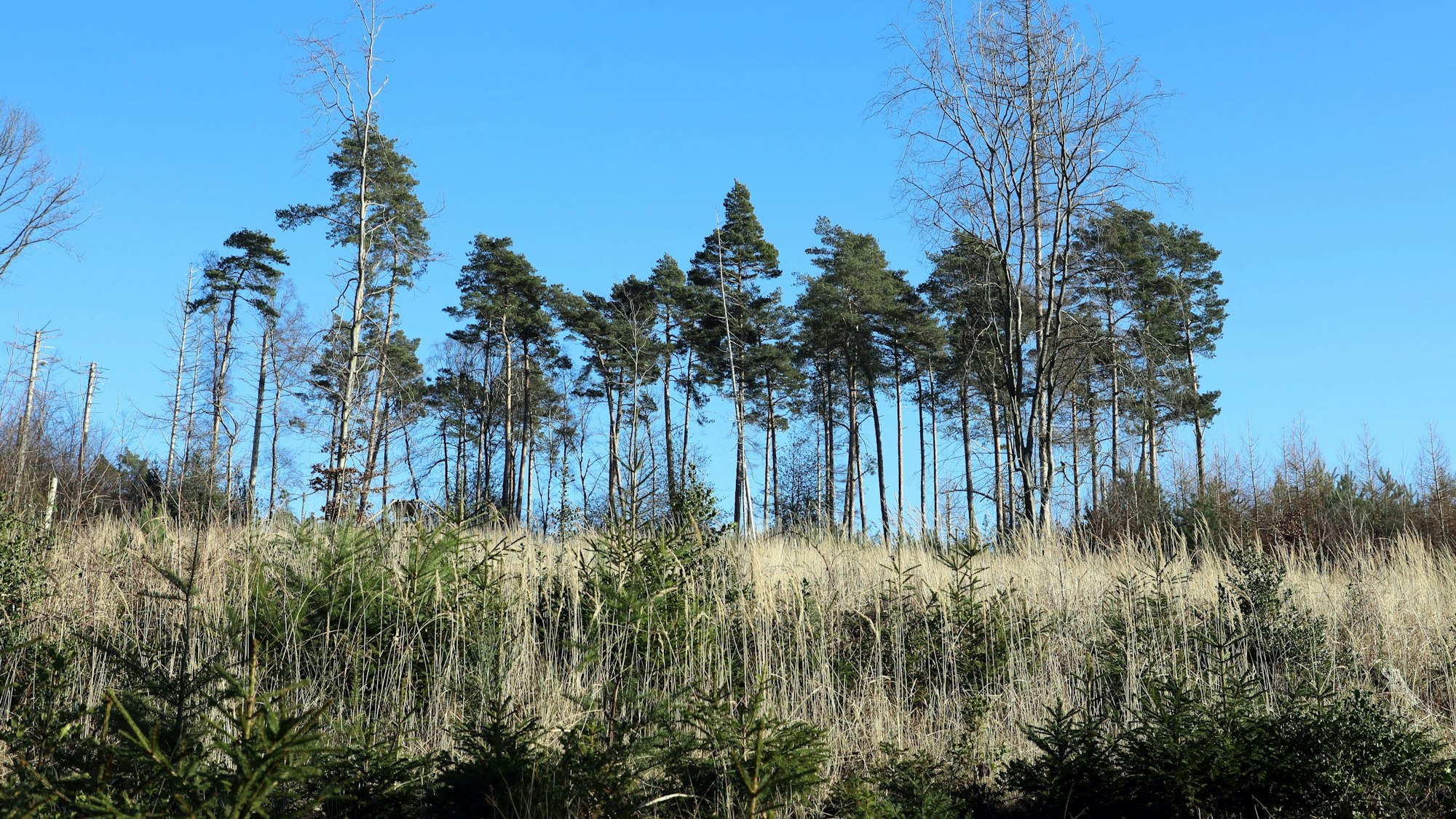 Auf einer Freifläche wachsen nur vereinzelte Bäume. Stattdessen sprießt Gras.