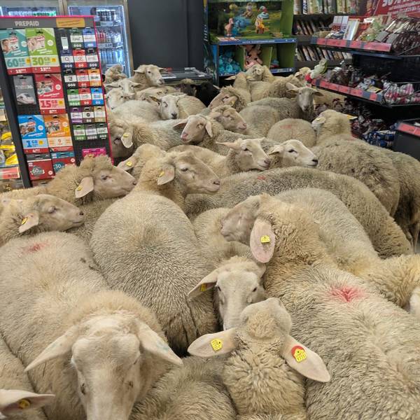 Eine Gruppe Schafe steht im Kassenbereich eines Penny-Markts. Rund 50 Schafe hatten sich von der Herde getrennt und waren in die Discounter-Filiale gegangen.