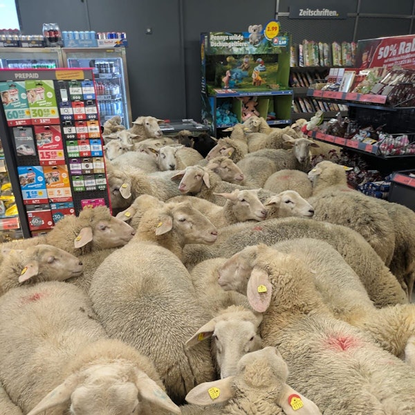 Eine Gruppe Schafe steht im Kassenbereich eines Penny-Markts. Rund 50 Schafe hatten sich von der Herde getrennt und waren in die Discounter-Filiale gegangen.