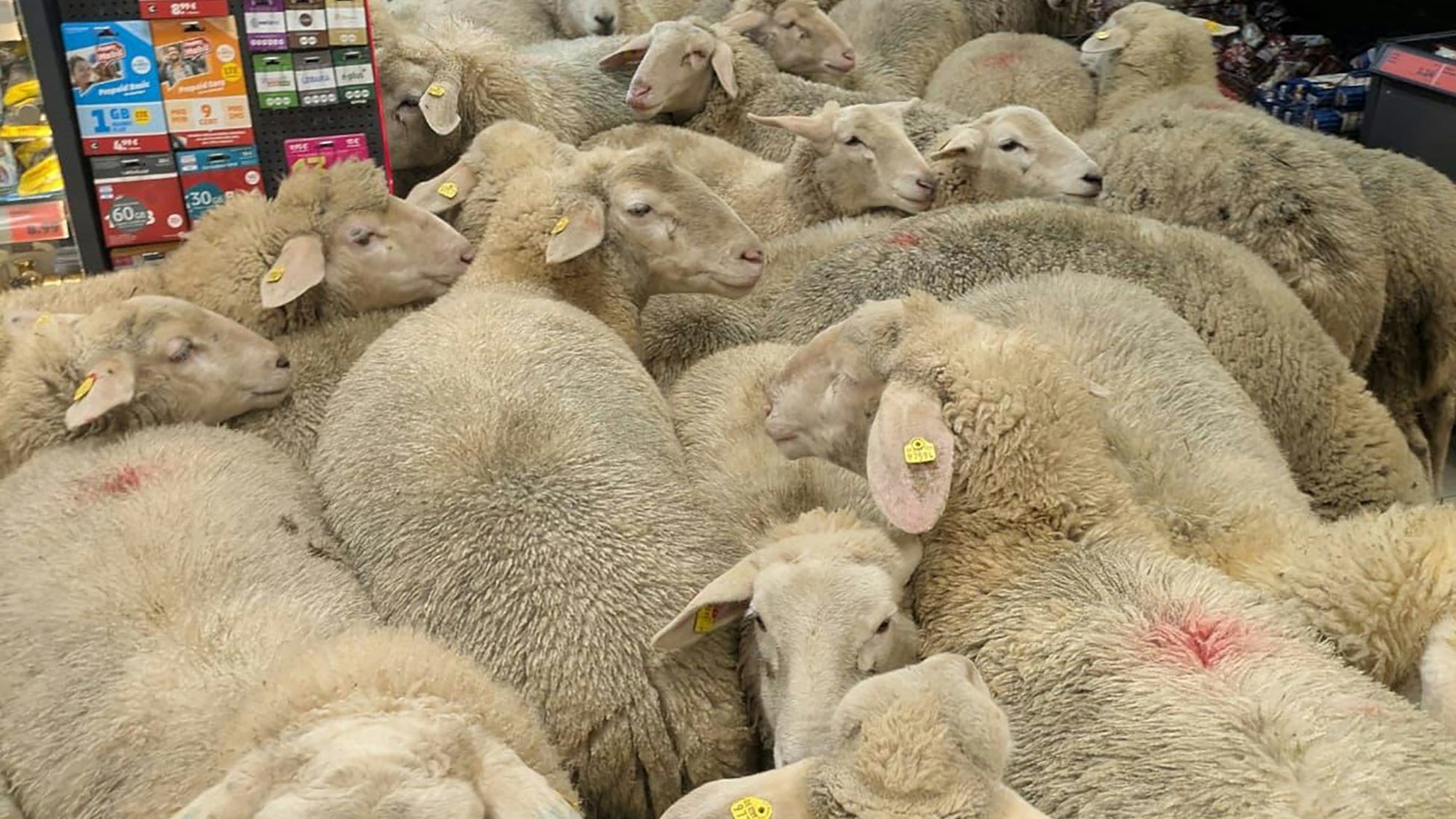 Eine Gruppe Schafe steht im Kassenbereich eines Penny-Markts. Rund 50 Schafe hatten sich von der Herde getrennt und waren in die Discounter-Filiale gegangen.
