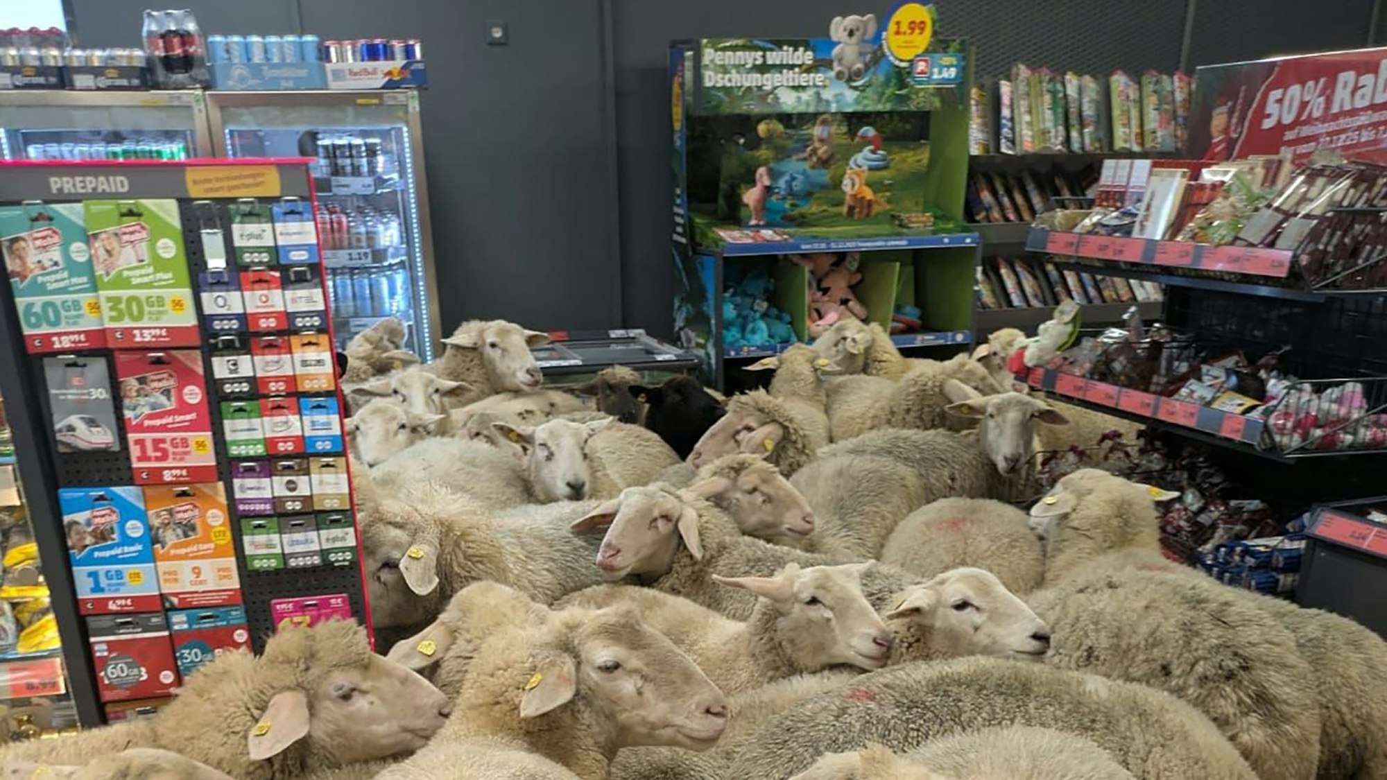 Rund 50 Schafe marschierten überraschend durch einen Penny-Einkaufsmarkt in Bayern und sorgten bei Kunden für ungläubiges Staunen.