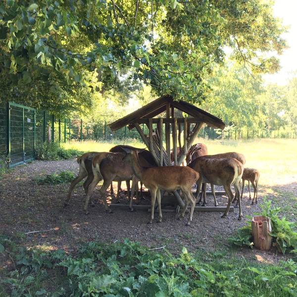 Rothirsche in ihrem Gehege auf Gut Leidenhausen.