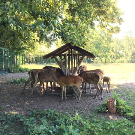 Rothirsche in ihrem Gehege auf Gut Leidenhausen.