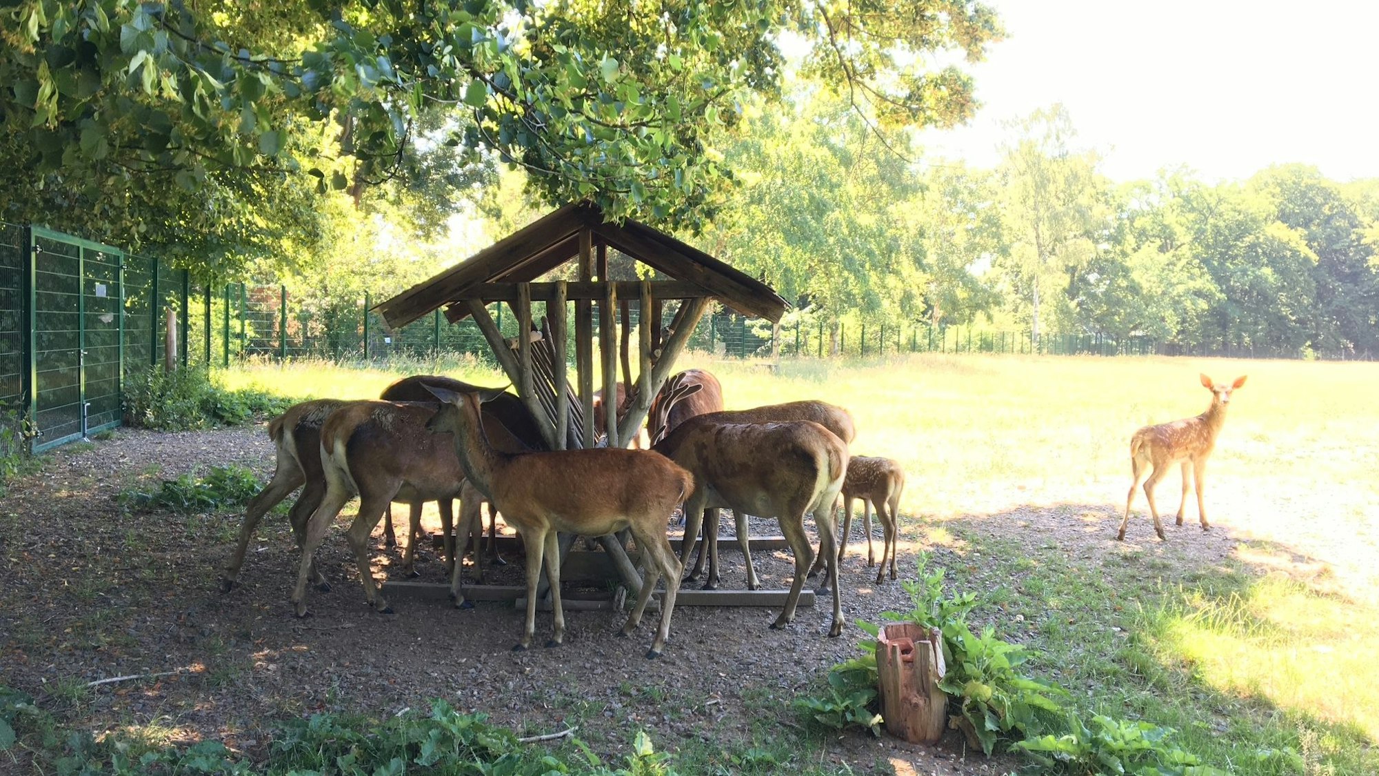 Rothirsche in ihrem Gehege auf Gut Leidenhausen.