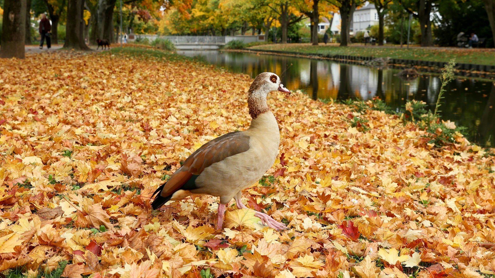Rautenstrauch-Kanal im bunten Herbstlaub mit Nilgans.