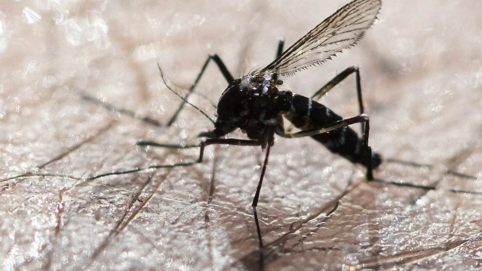 Eine tote Asiatische Tigermücke.
