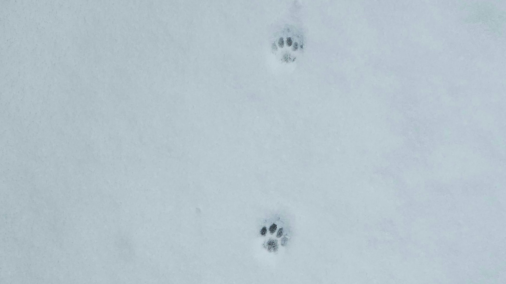 Tierspuren im Schnee.