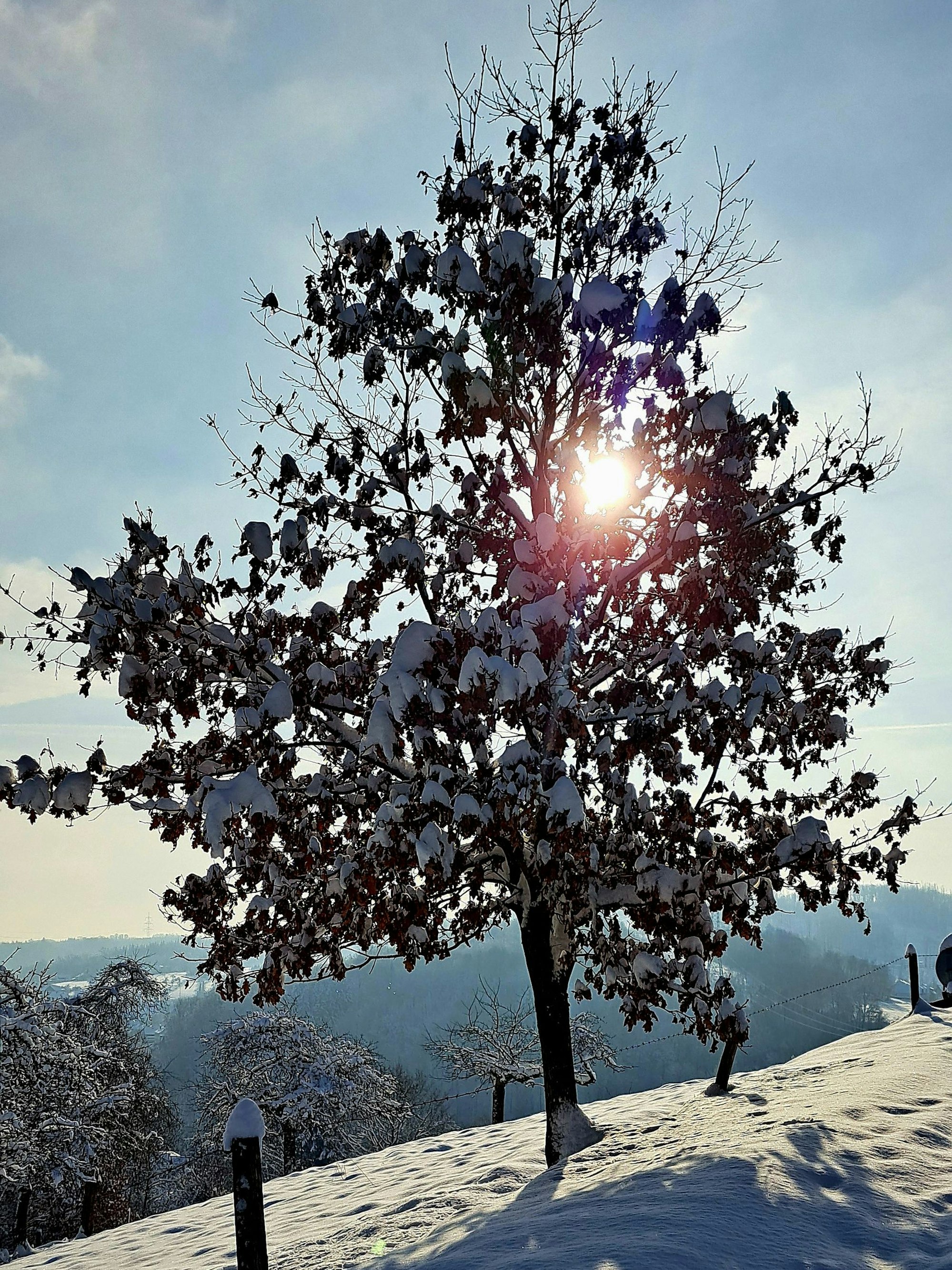 Die Sonne scheint durch einen verschneiten Baum.