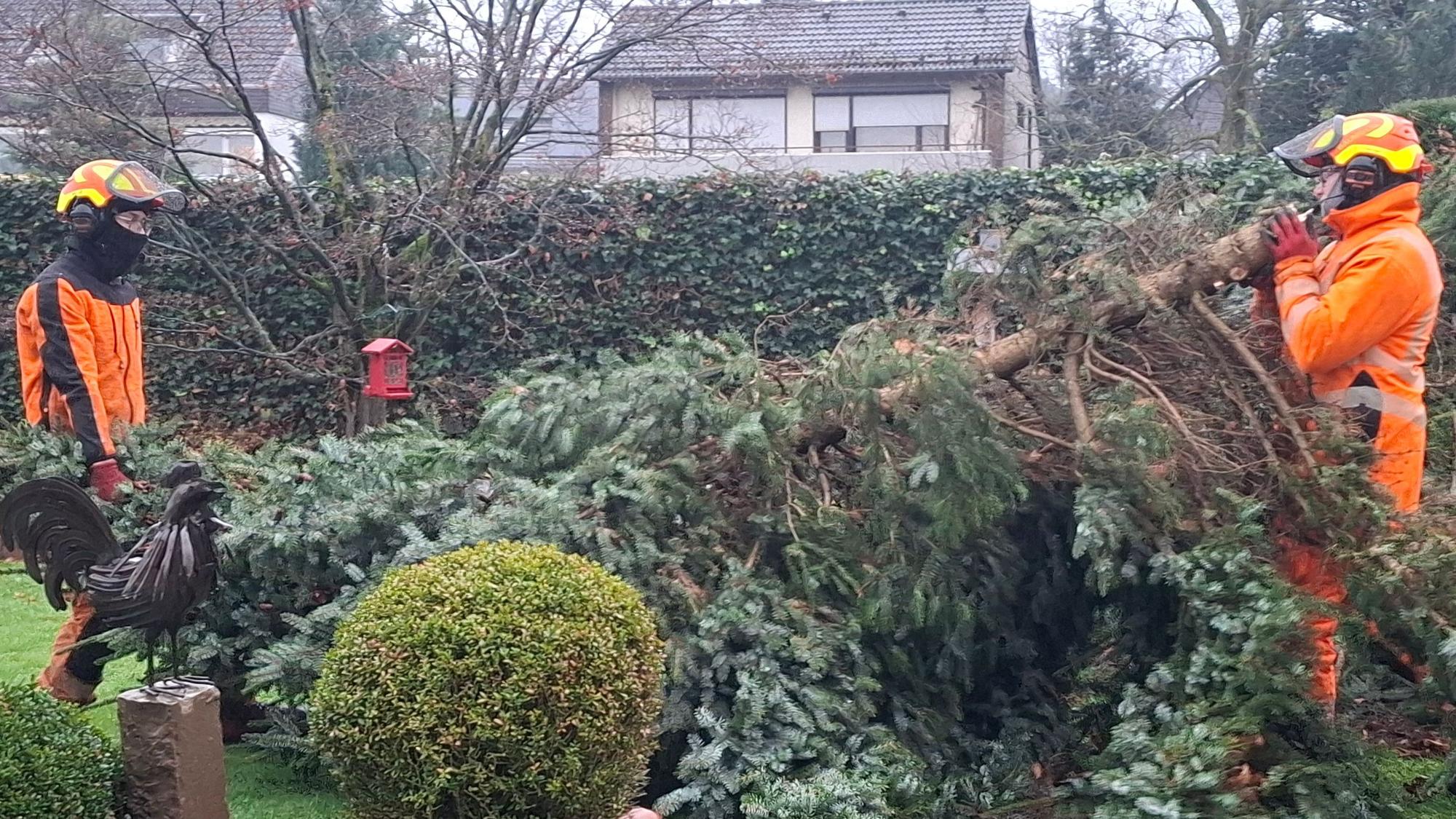 Ein gefallener Baum wird abtransportiert.