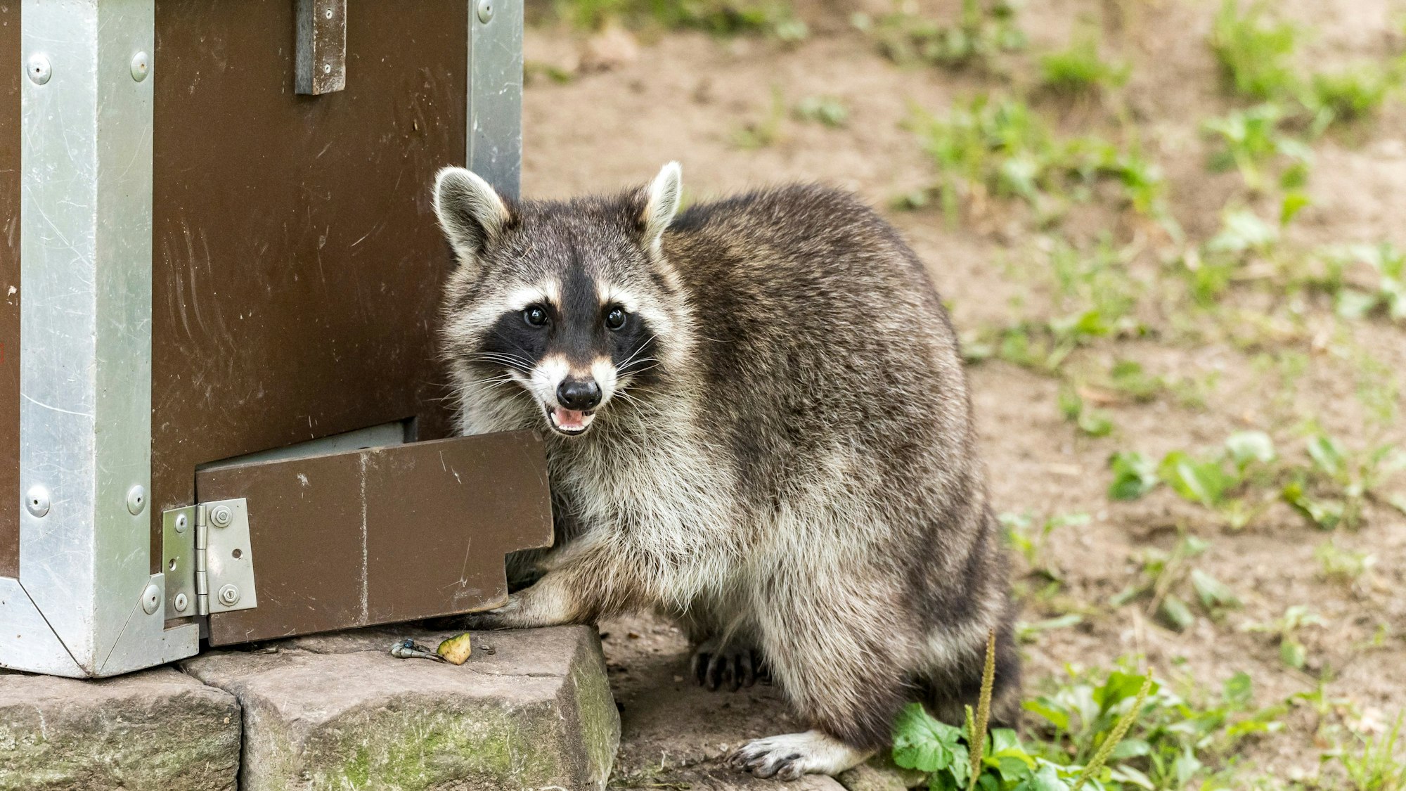 Waschbär im Kölner Zoo.
