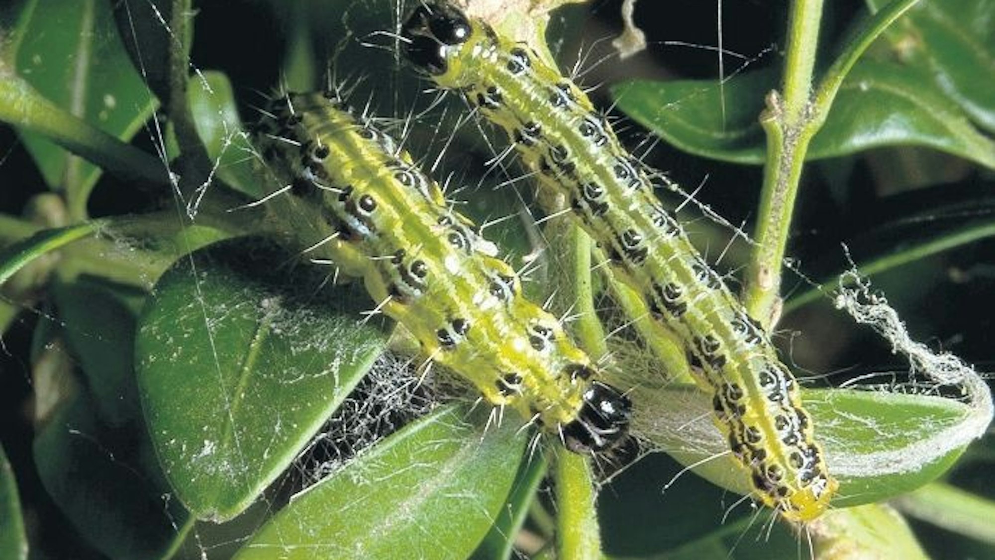 Die Raupen eines Buchsbaumzünslers.
