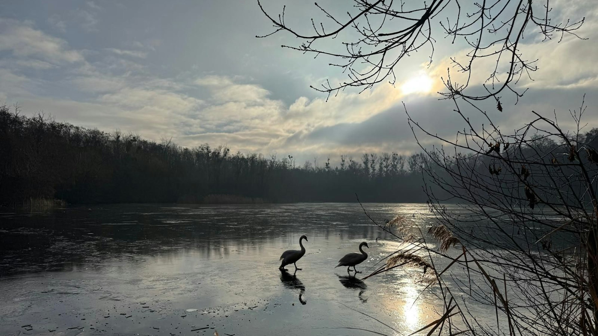 Das Bild zeigt zwei Schwäne auf der gefrorenen Eisfläche des Sees.
