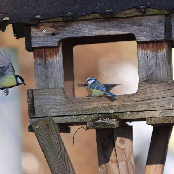 Zwei Kohlmeisen fliegen ein Futterhäuschen an.