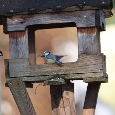 Zwei Kohlmeisen fliegen ein Futterhäuschen an.