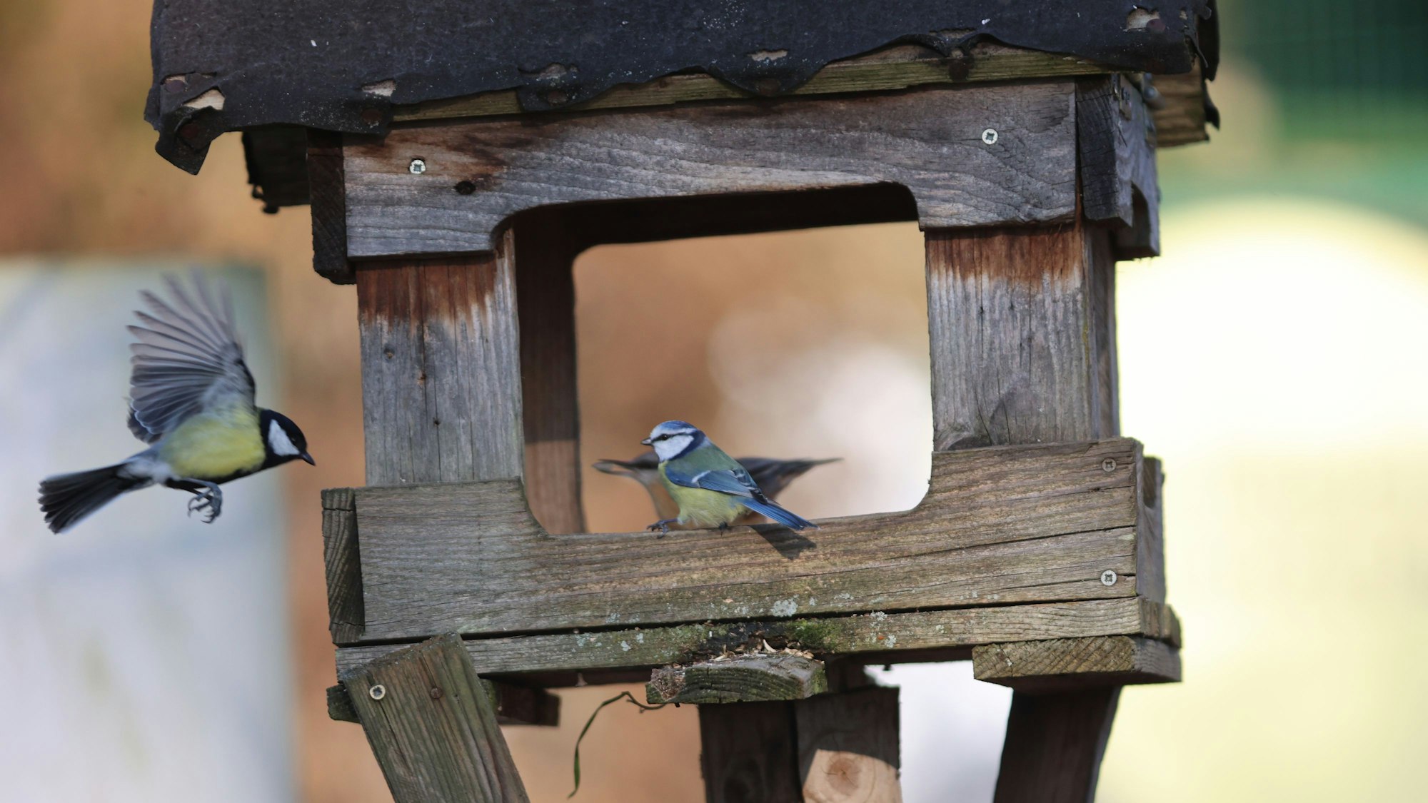 Zwei Kohlmeisen fliegen ein Futterhäuschen an.