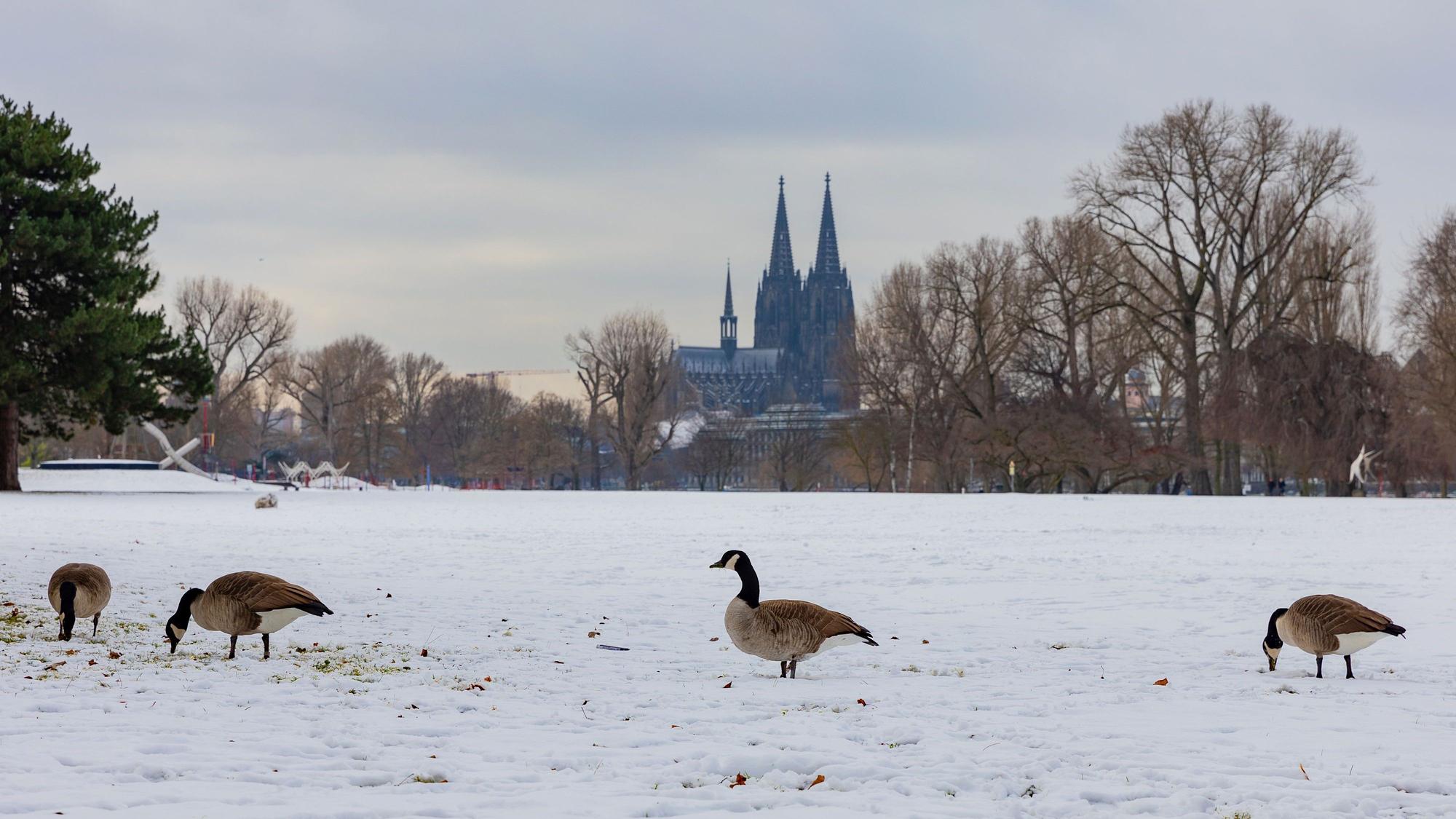 08.01.2026 Köln: Dom mit Schnee bedeckten Wiesen des Rheinparks im Vordergrund. Nilgänse suchen nach Futter. Foto: Martina Goyert