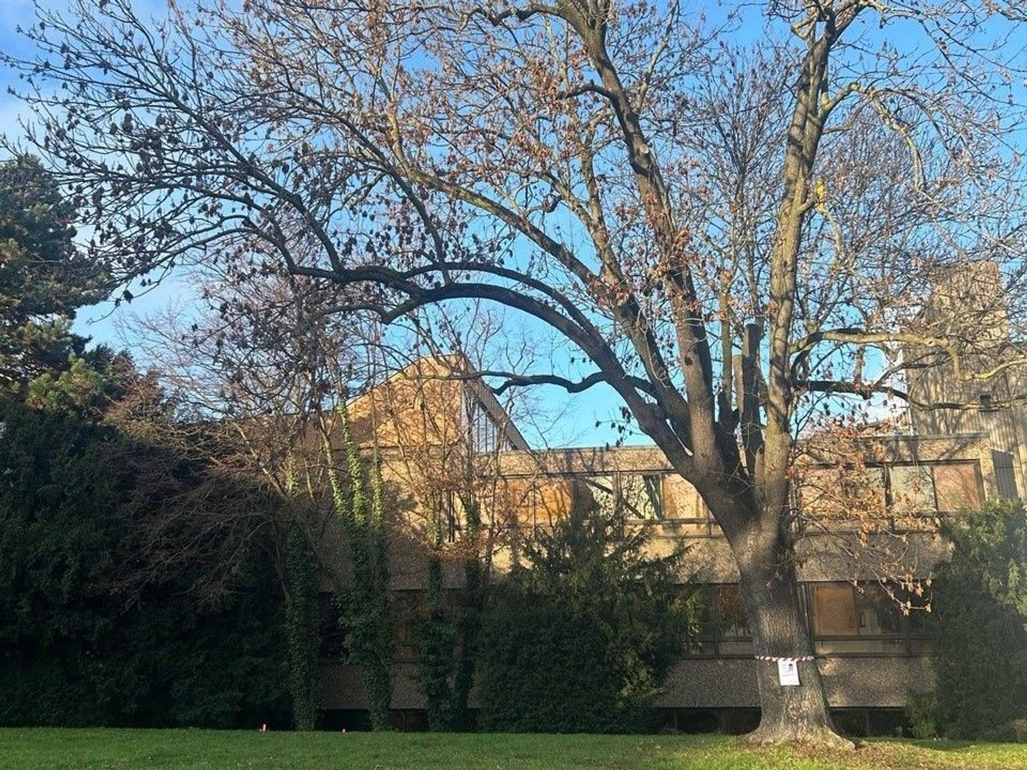 Auch diese mächtige Esche am Berufskolleg Ulrepforte soll gefällt werden, um für zwei Jahre während der Sanierung des Schulgebäudes Container aufstellen zu können.