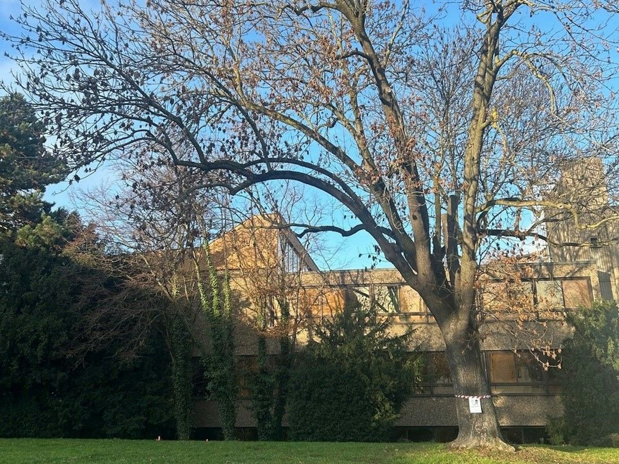 Auch diese mächtige Esche am Berufskolleg Ulrepforte soll gefällt werden, um für zwei Jahre während der Sanierung des Schulgebäudes Container aufstellen zu können.