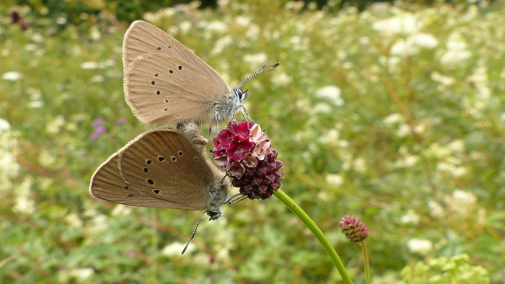 Dunkle Wiesenknopf-Ameisenbläulung.