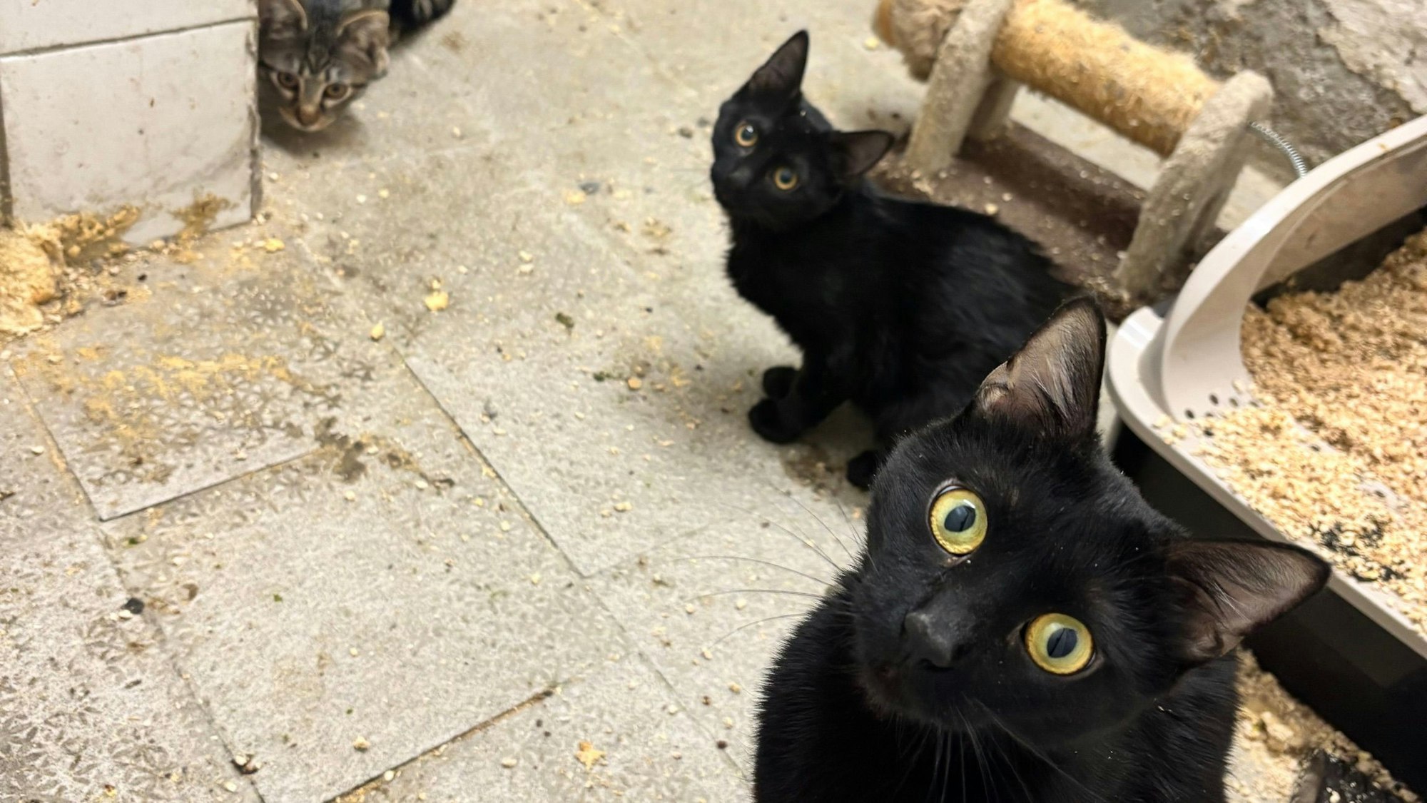 Drei Katzen schauen in die Kamera. Der Boden und das Katzenklo im Hintergrund sind verdreckt.