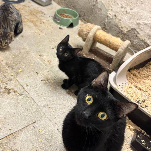 Eine Katze schaut hinter einem Stück Stoff hervor.
