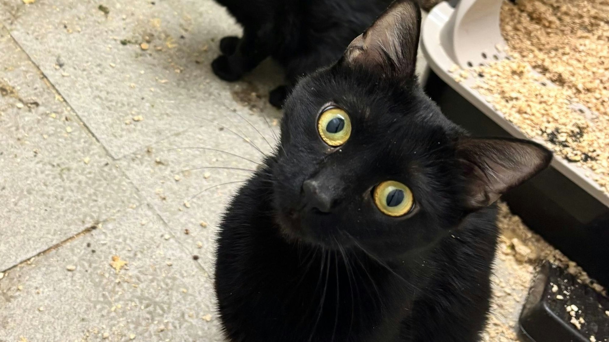 Eine Katze schaut hinter einem Stück Stoff hervor.