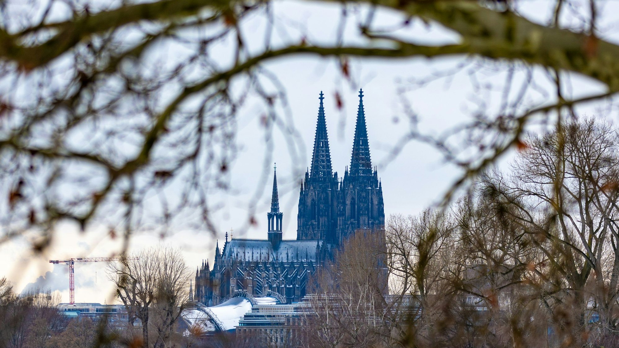 Der Kölner Dom im Winter, Bäume im Rheinpark im Vordergrund.