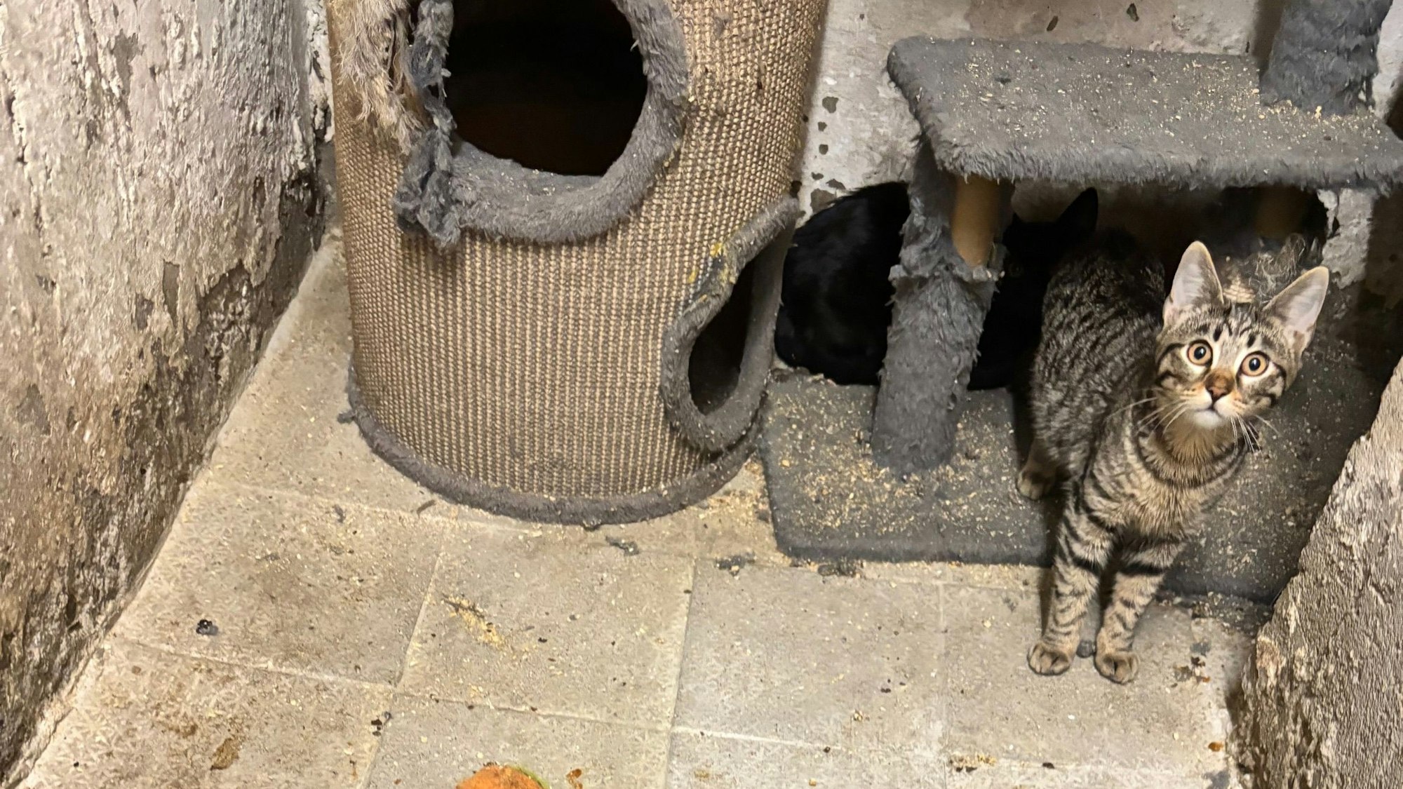 Eine Katze in einem Kratzbaum. Die Umgebung sieht verdreckt aus.