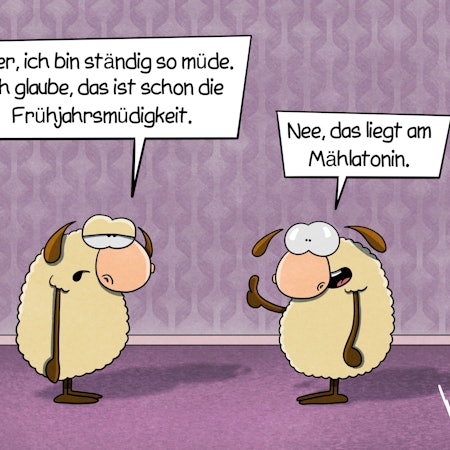 Zwei Schafe stehen in einem Wohnzimmer. Das eine hat müde Augen und sagt: Alter, ich bin ständig so müde. Ich glaube, das ist schon die Frühjahrsmüdigkeit. Das andere Schaf antwortet: Nee, das liegt am Mählatonin.