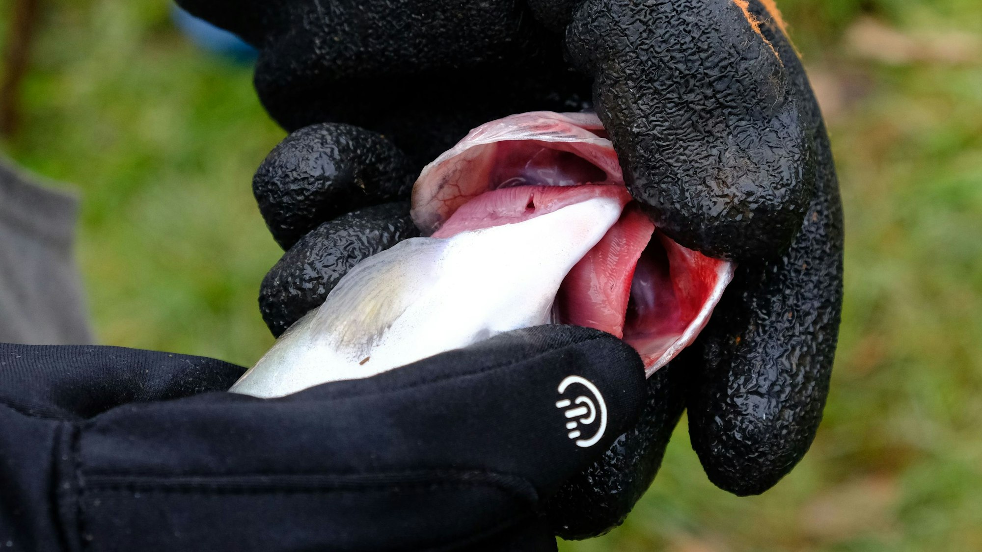 Ein Mann, der schwarze Handschuhe trägt, zeigt die Kiemen einer verendeten Forelle.