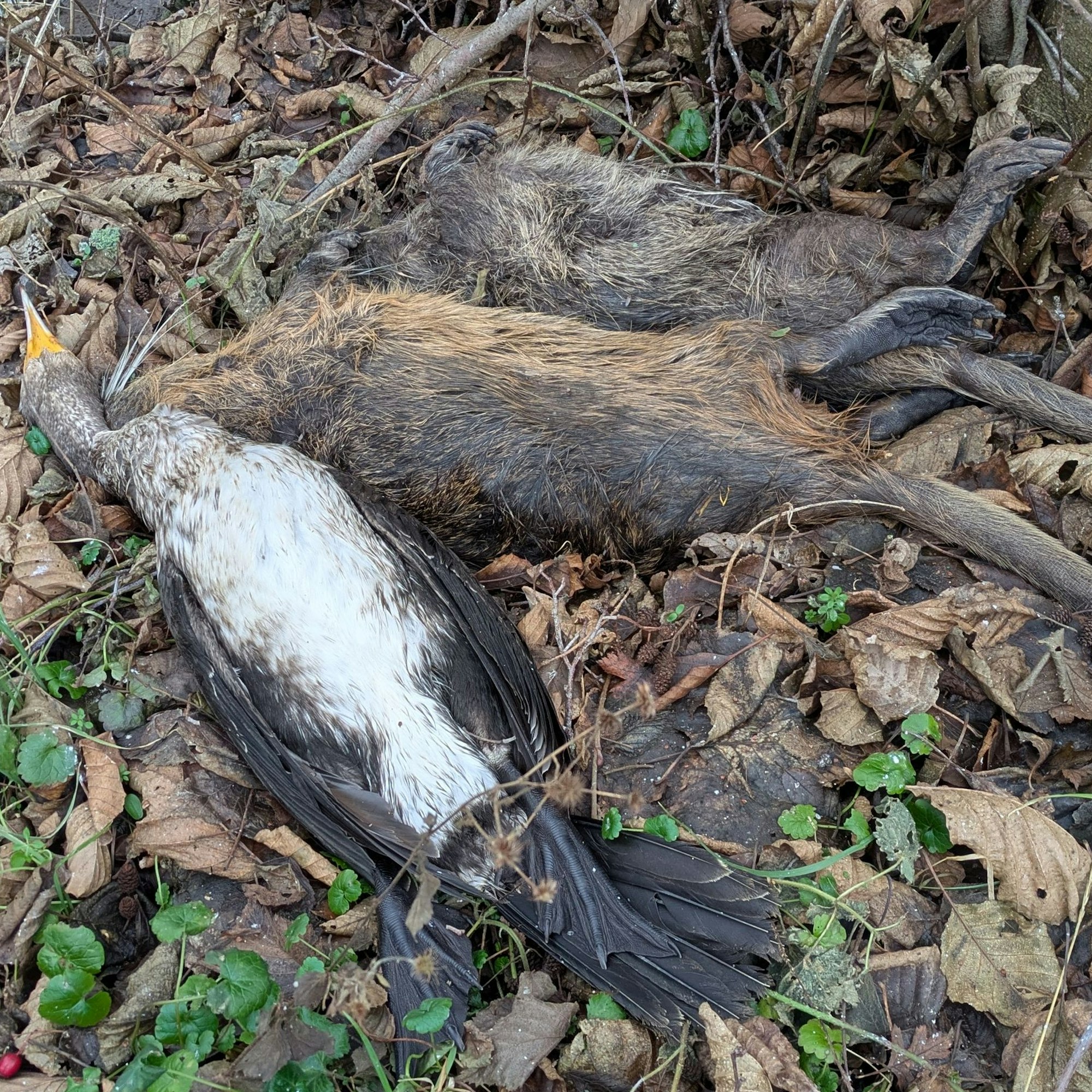 Zwei tote Nutrias und ein Kormoran liegen auf dem mit Laub bedeckten Boden.