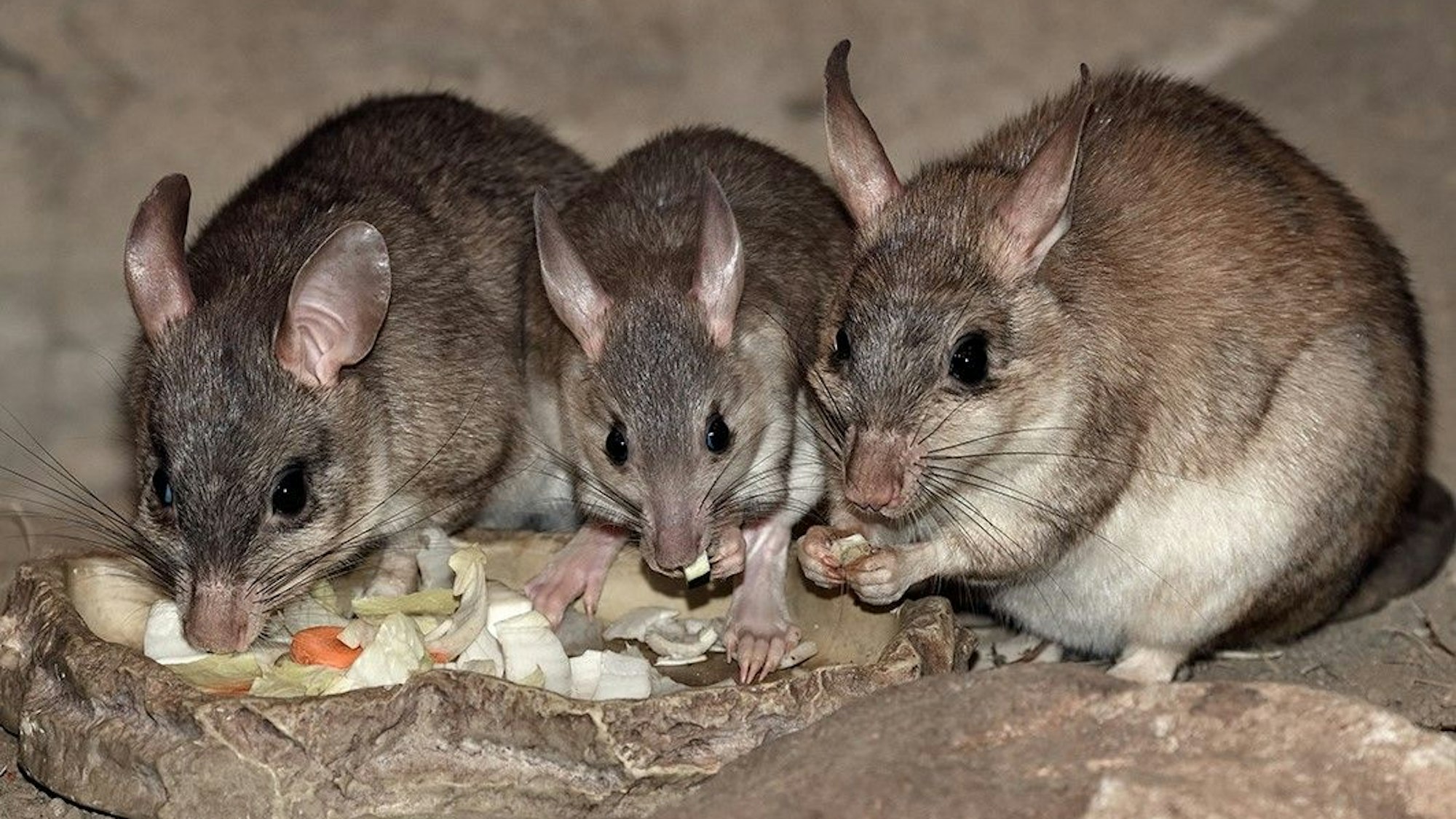 Die Madagaskar-Springratten haben Zuwachs bekommen. "Noely" heißt das Jungtier.