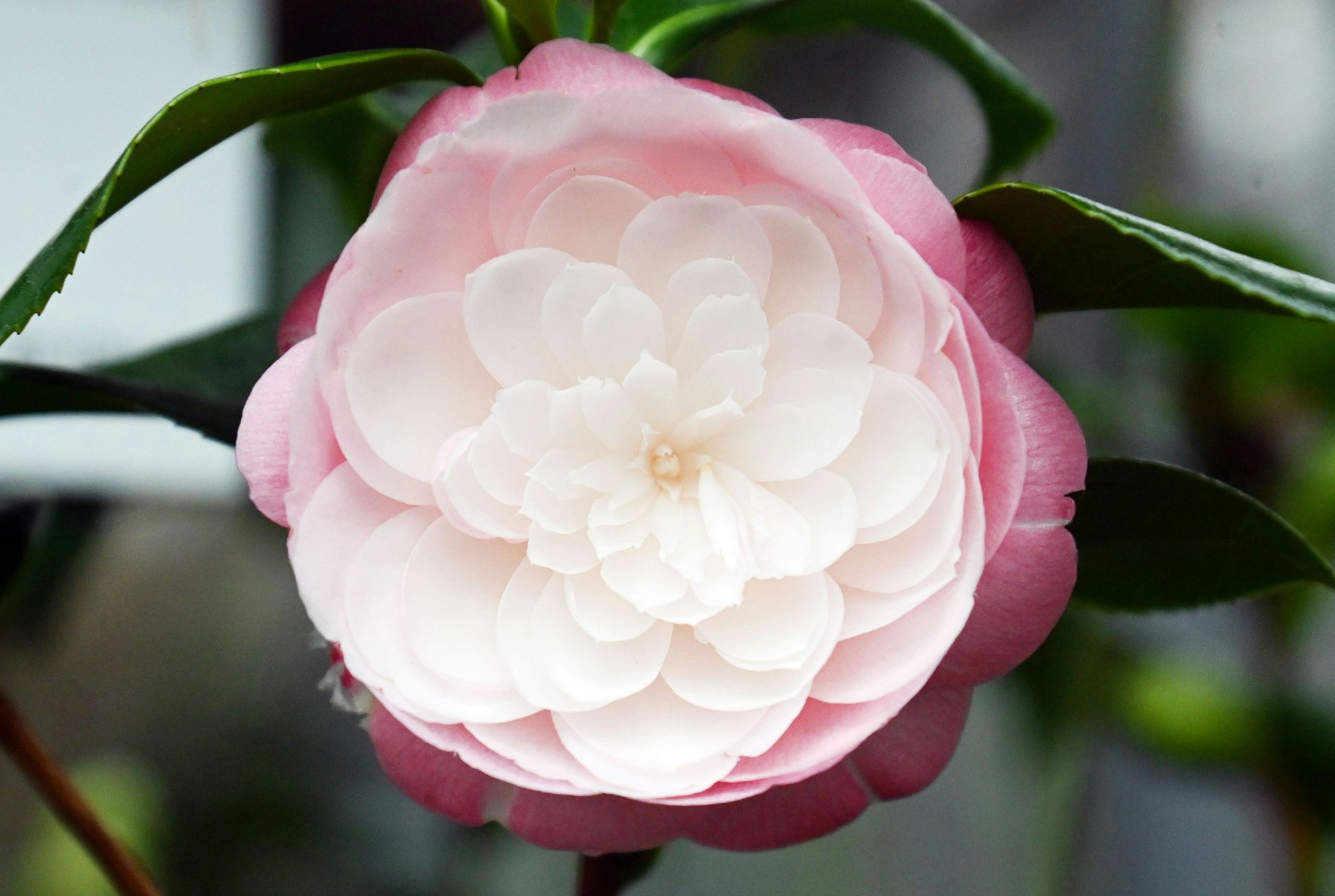 Wie ein Kunstwerk sieht diese Blüte aus.