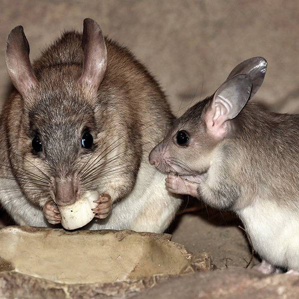 Dieser Zucht-Erfolg bringt den Artenschutz voran: Im Kölner Zoo ist ein Jungtier (r.) bei den Madagaskar-Springratten zur Welt gekommen.