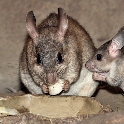 Dieser Zucht-Erfolg bringt den Artenschutz voran: Im Kölner Zoo ist ein Jungtier (r.) bei den Madagaskar-Springratten zur Welt gekommen.