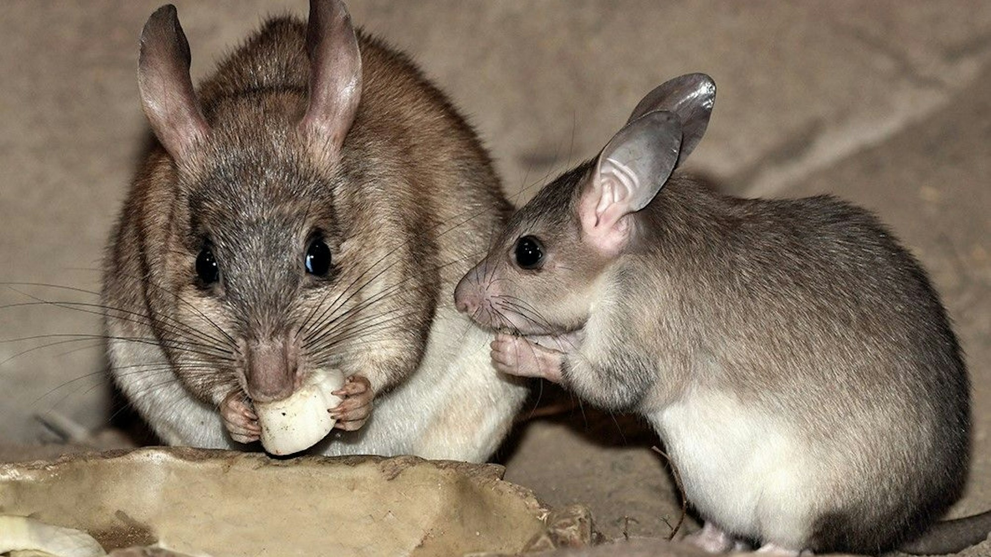Dieser Zucht-Erfolg bringt den Artenschutz voran: Im Kölner Zoo ist ein Jungtier (r.) bei den Madagaskar-Springratten zur Welt gekommen.