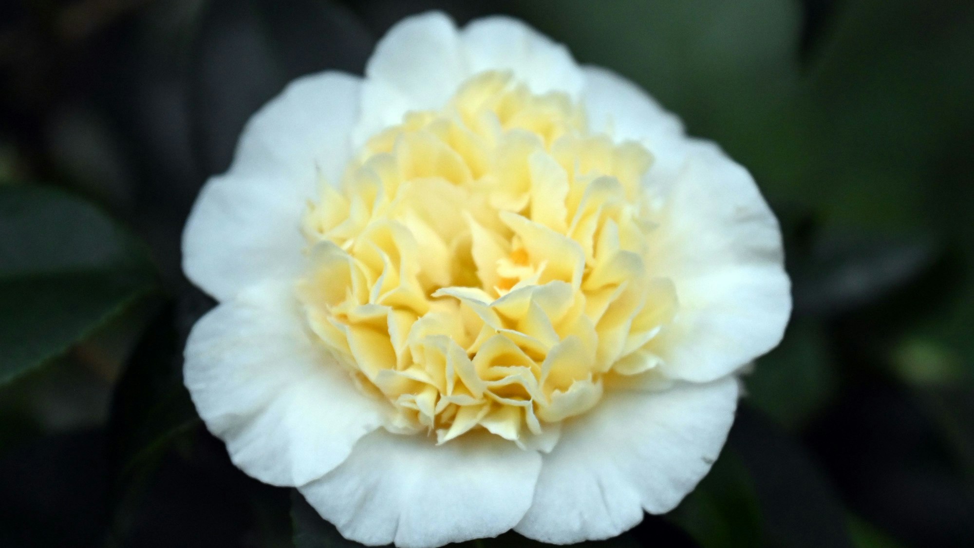 Ein rot-weißes Exemplar