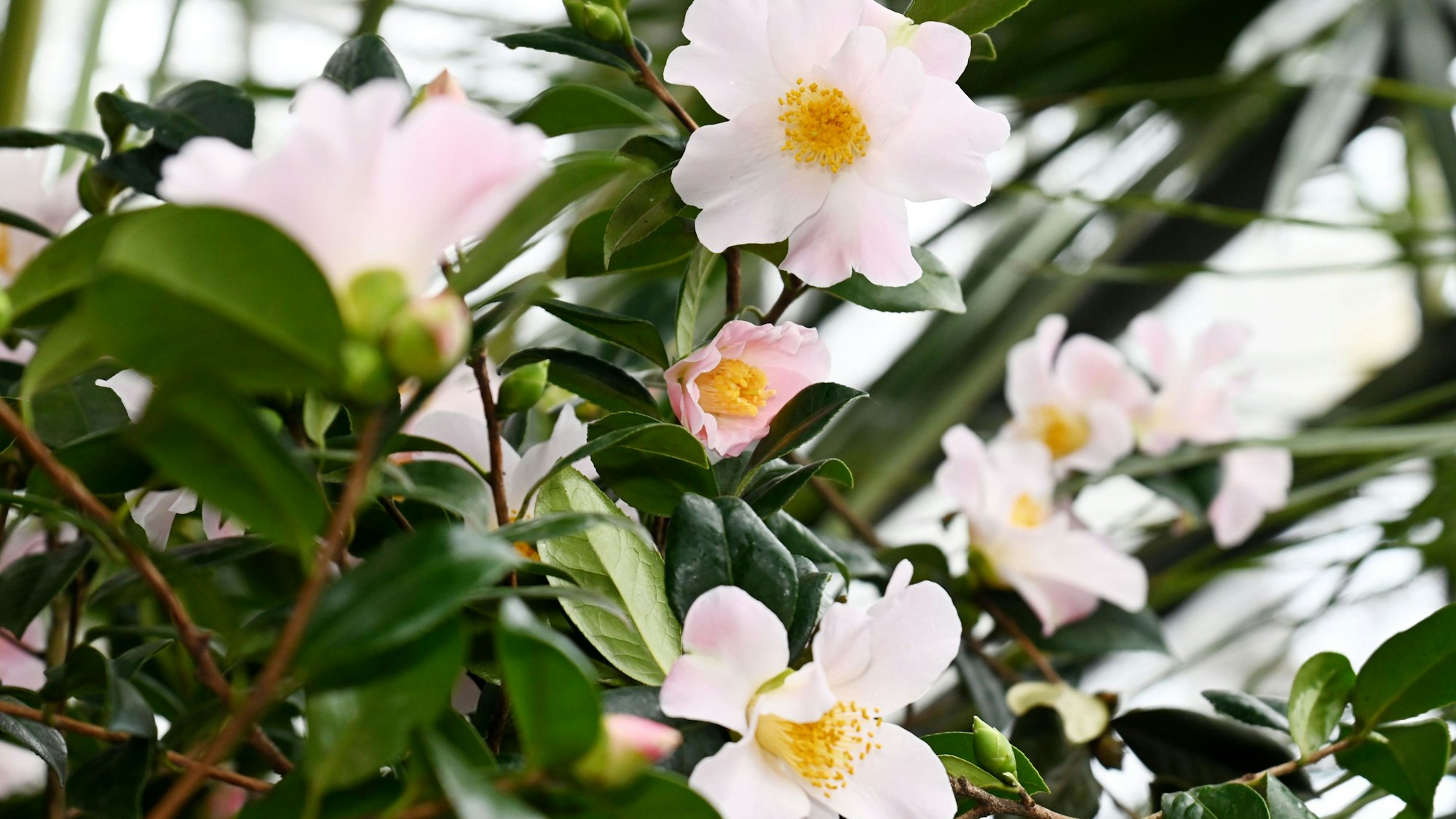 Die Kamelien-Schau im Botanischen Garten ist bis Ende März geöffnet.