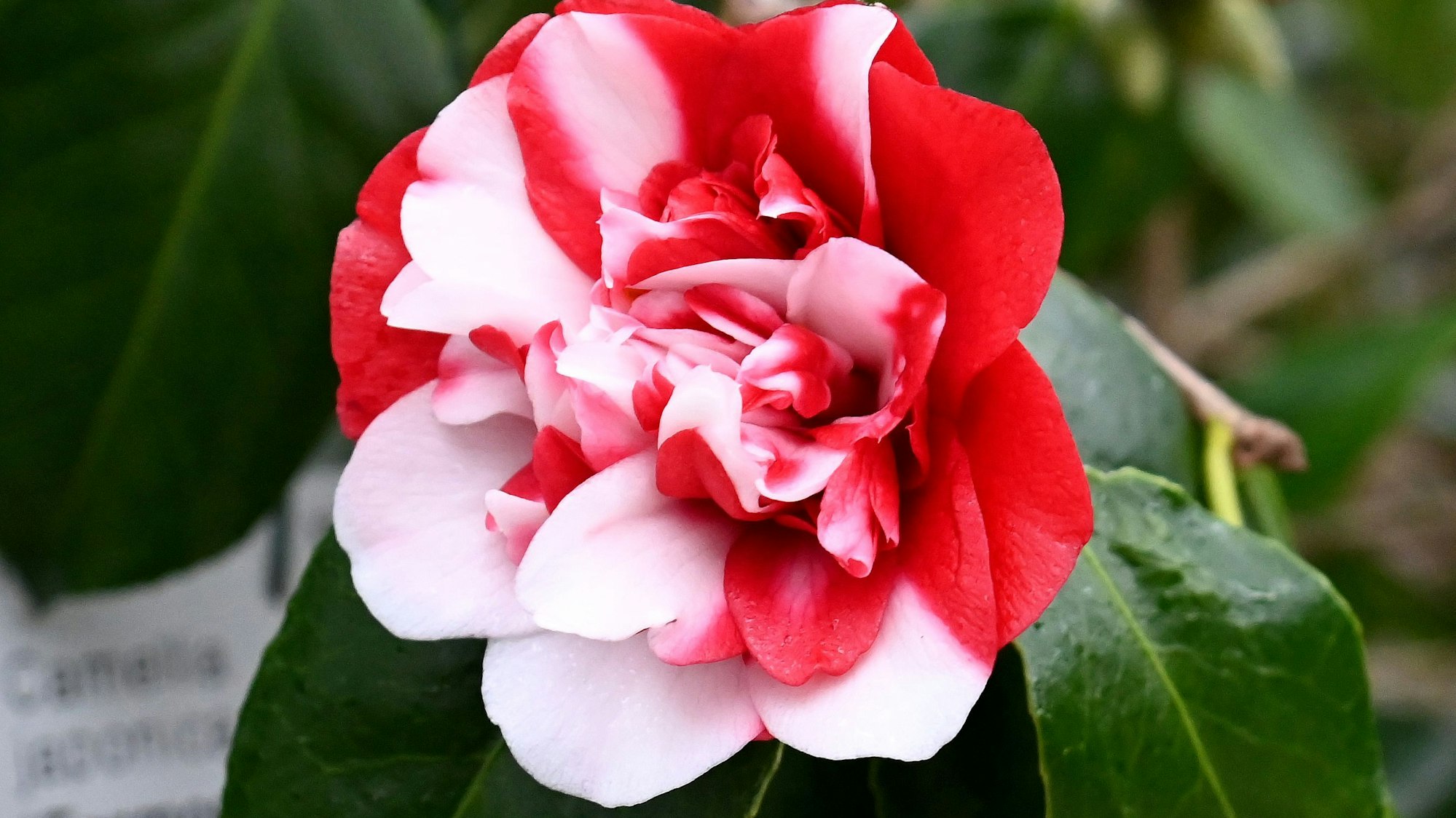 Ein rot-weißes Exemplar