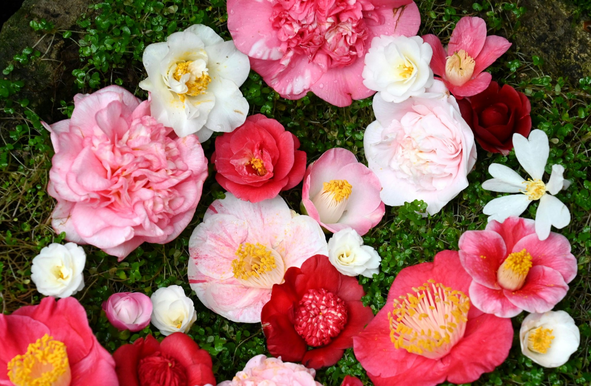 Jede abgefallene Blüte wird in Wasserbecken gelegt.