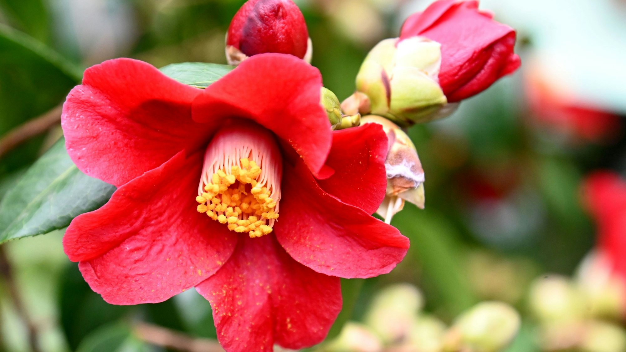 Ein rot-weißes Exemplar