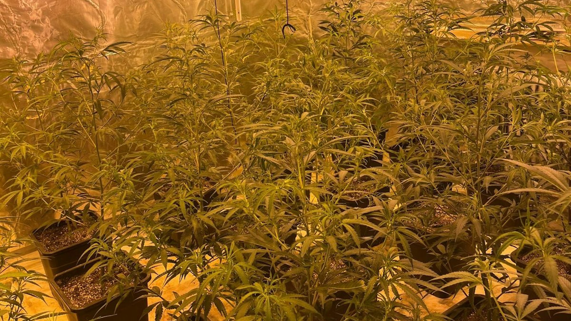 Sichergestellte Cannabis-Pflanzen und Drogen-Päckchen liegen auf dem Boden.