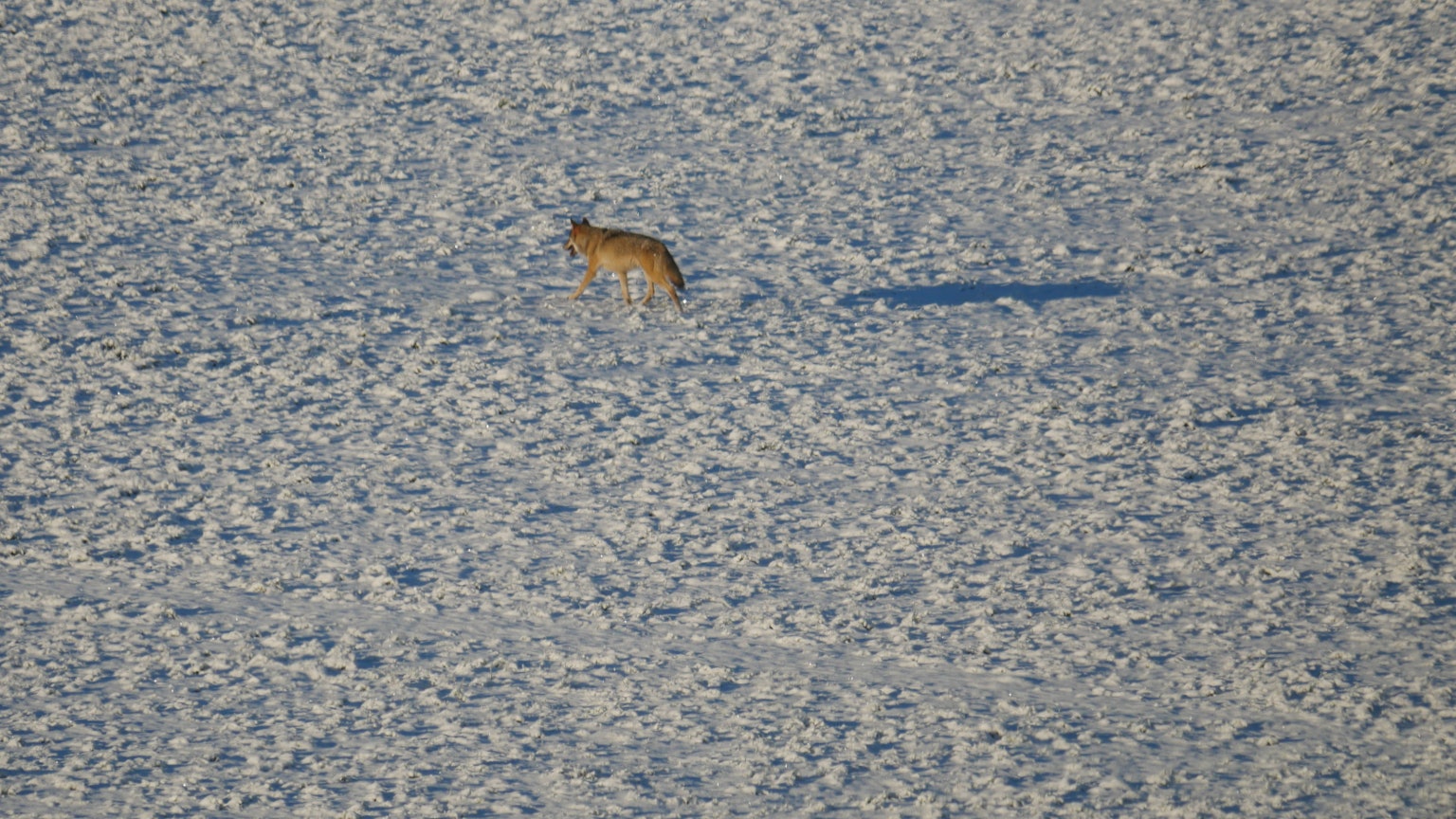 Ein mutmaßlicher Wolf mit grau-braunem Fell streift durch den Schnee.