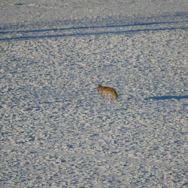 Ein mutmaßlicher Wolf mit grau-braunem Fell streift durch den Schnee.