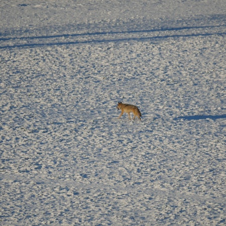 Ein mutmaßlicher Wolf mit grau-braunem Fell streift durch den Schnee.