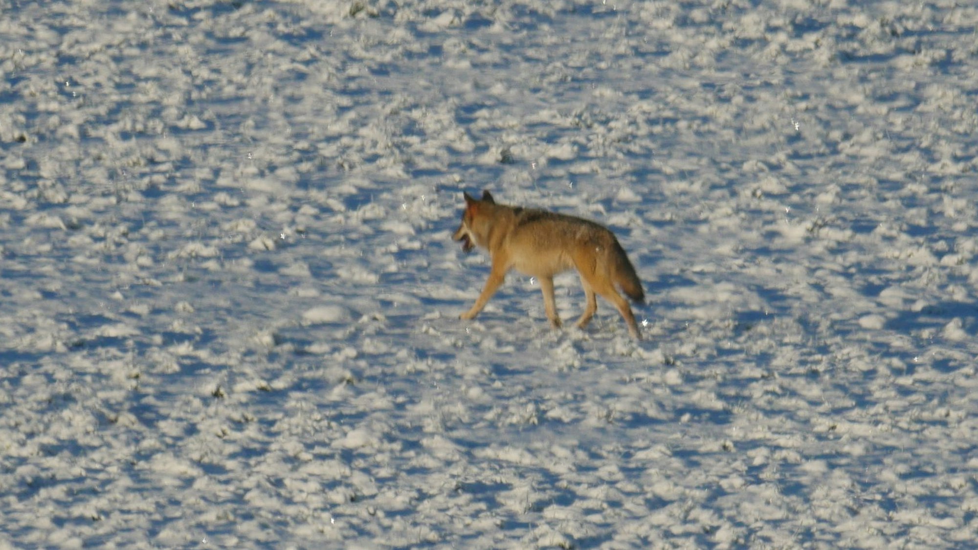 Ein Wolf läuft über eine verschneite Wiese.