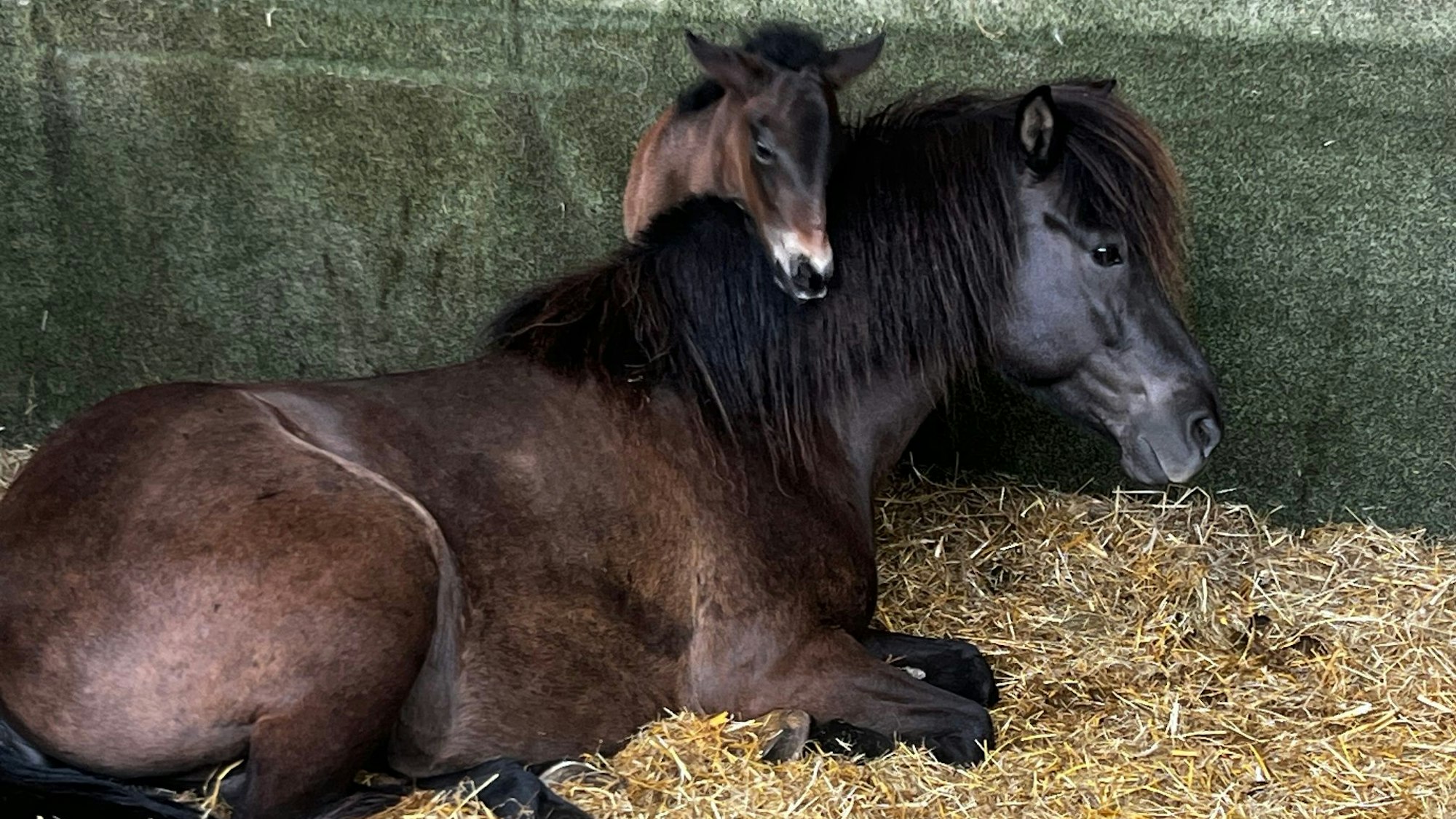 Ein Fohlen steht im Stall hinter seiner Mutter, die sich auf das Stroh am Boden gelegt hat.