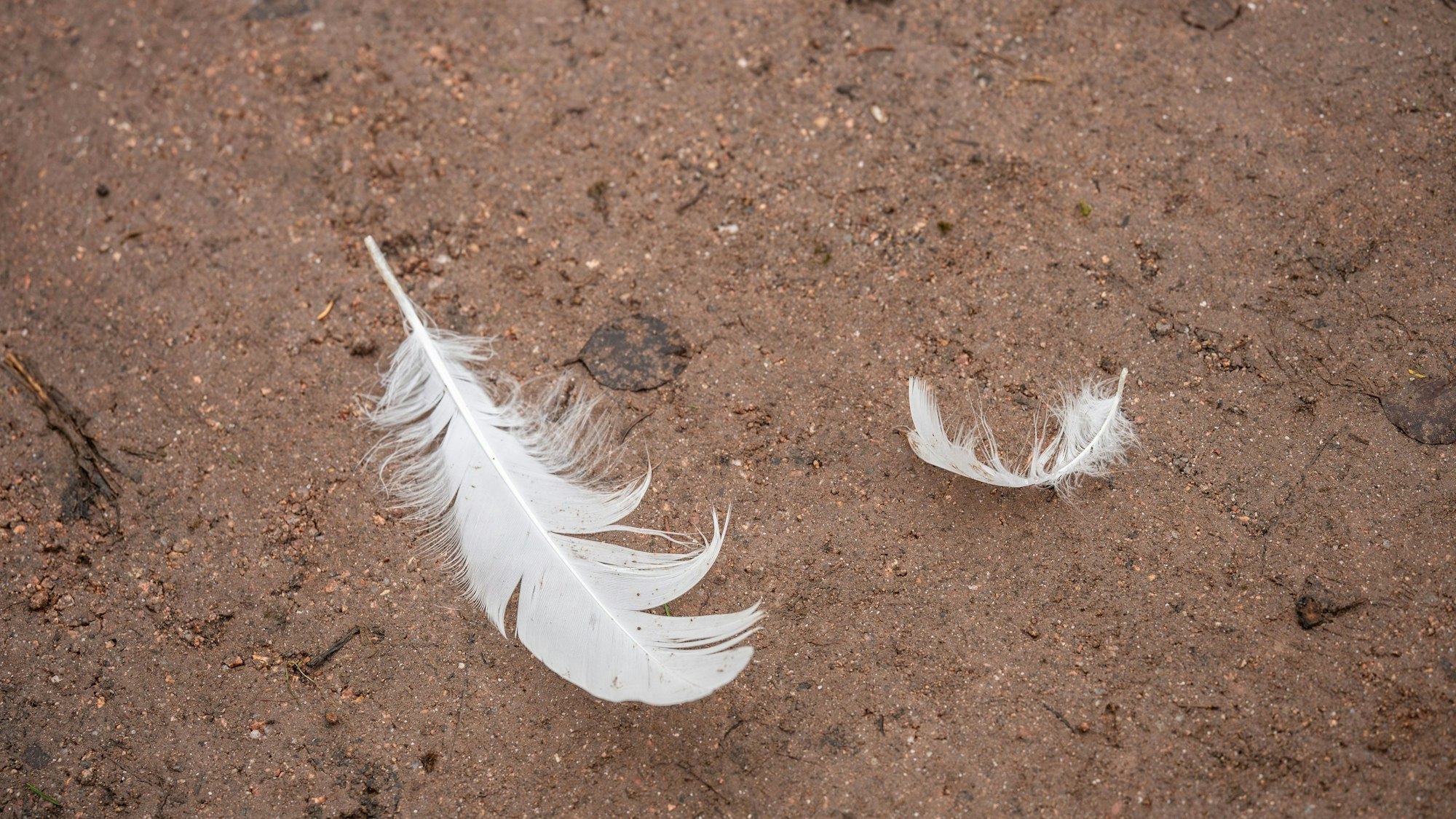 Zwei weiße Federn liegen auf einem Weg.