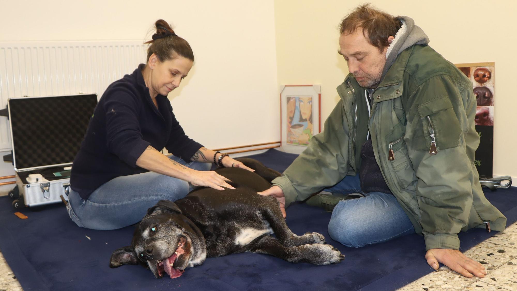 Aiko liegt im Behandlungszimmer der Tiertafel auf einer Matte. Tierphysiotherapeutin und Tierheilpraktikerin Martina Neidhard hilft der Hundedame, damit deren Gelenke trotz der Arthrose beweglich bleiben. Herrchen Gerd Stemmeler schaut zu.